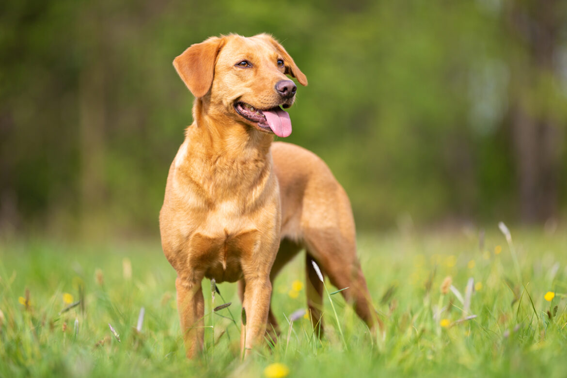 5 razones para tener un Labrador Retriever en casa